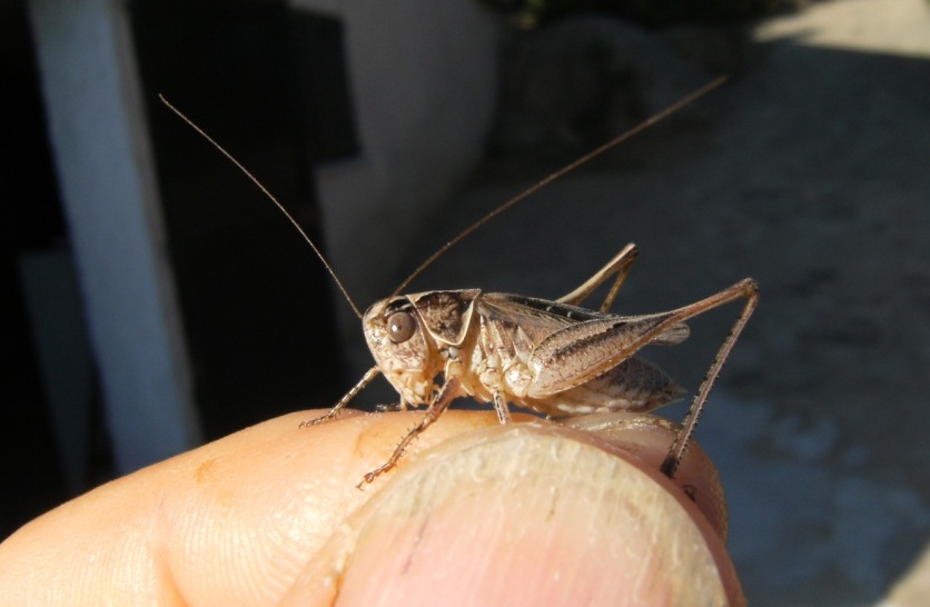 Tessellana tessellata (Tettigoniidae)